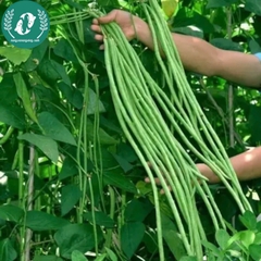 Hạt giống đậu đũa