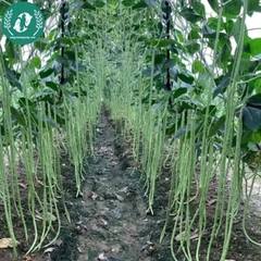 Hạt giống đậu đũa