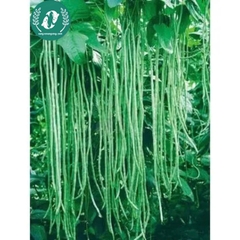 Hạt giống đậu đũa