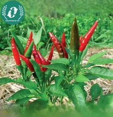 Hạt giống Ớt