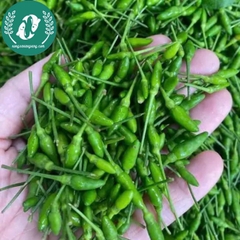Hạt giống Ớt
