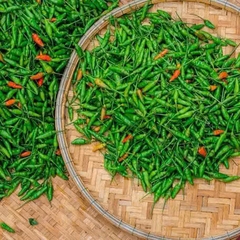 Hạt giống Ớt