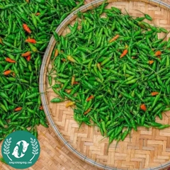Hạt giống Ớt