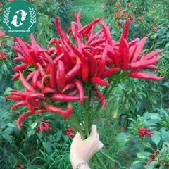Hạt giống Ớt