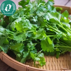 Hạt giống rau mùi (Ngò rí)