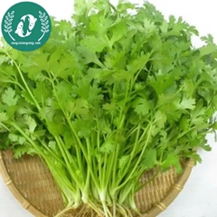 Hạt giống rau mùi (Ngò rí)