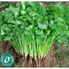 Hạt giống rau mùi (Ngò rí)