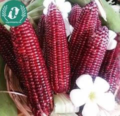 Hạt giống Ngô (bắp)