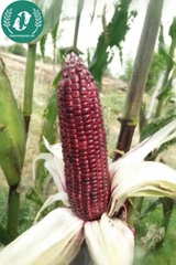 Hạt giống Ngô (bắp)
