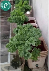 Hạt giống cải Kale