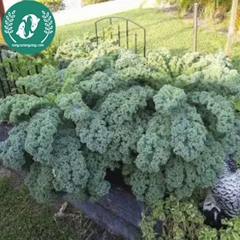 Hạt giống cải Kale