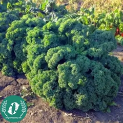 Hạt giống cải Kale