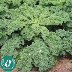 Hạt giống cải Kale