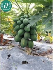 Hạt giống đu đủ lùn