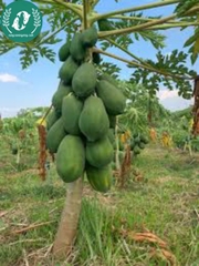 Hạt giống đu đủ lùn