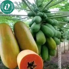 Hạt giống đu đủ lùn