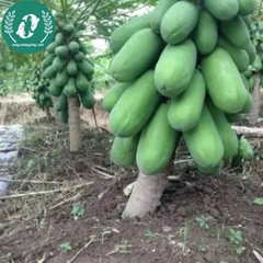 Hạt giống đu đủ lùn