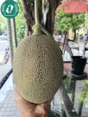 Hạt giống dưa lưới ruột vàng