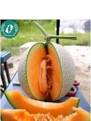Hạt giống dưa lưới ruột vàng