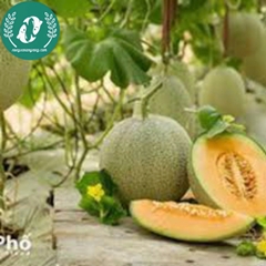 Hạt giống dưa lưới ruột vàng