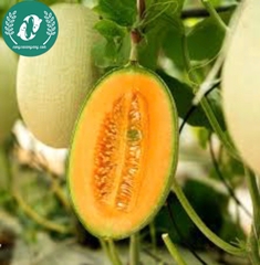 Hạt giống dưa lưới ruột vàng