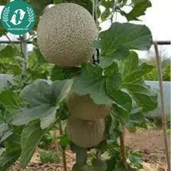 Hạt giống dưa lưới ruột vàng