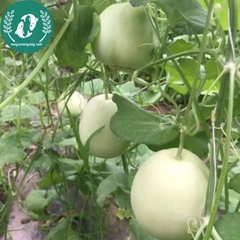 Hạt giống dưa lê siêu ngọt