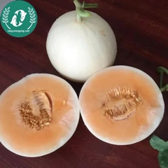 Hạt giống dưa lê siêu ngọt