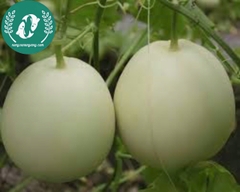 Hạt giống dưa lê siêu ngọt