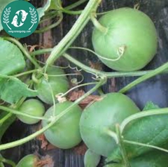 Hạt giống dưa lê siêu ngọt