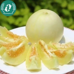 Hạt giống dưa lê siêu ngọt
