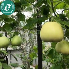 Hạt giống dưa lê siêu ngọt