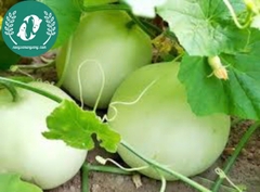 Hạt giống dưa lê siêu ngọt