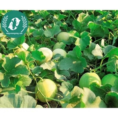 Hạt giống dưa lê siêu ngọt