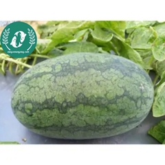 Hạt giống dưa hấu