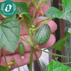 Hạt giống dưa hấu mini