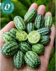 Hạt giống dưa hấu mini