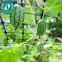 Hạt giống dưa hấu mini