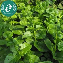 Hạt giống rau mồng tơi