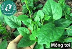 Hạt giống rau mồng tơi