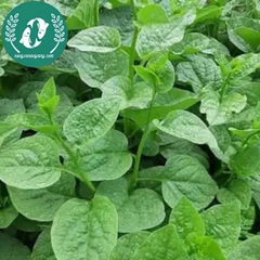 Hạt giống rau mồng tơi
