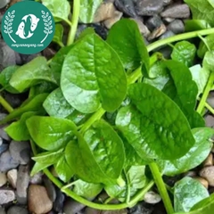 Hạt giống rau mồng tơi