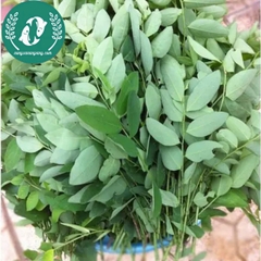 Hạt giống rau ngót