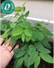 Hạt giống rau ngót