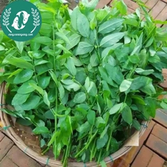 Hạt giống rau ngót