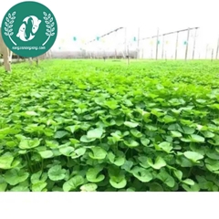 Hạt giống rau má