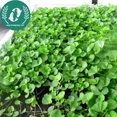 Hạt giống rau má