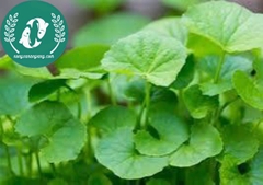 Hạt giống rau má