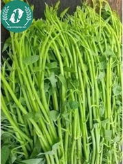 Hạt giống rau muống