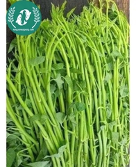 Hạt giống rau muống